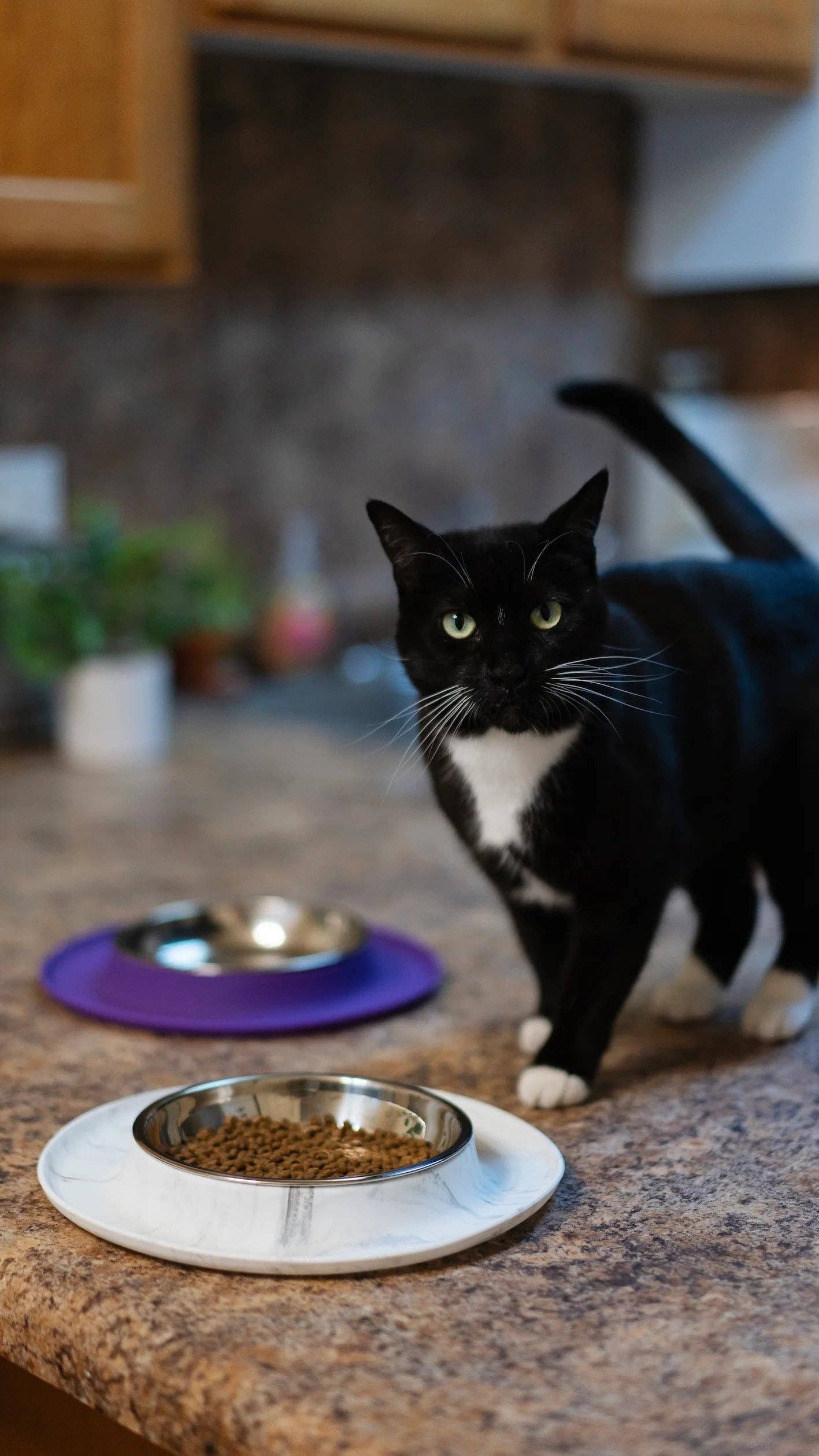Single Silicone Cat Feeder with Stainless Steel Bowl: Purple